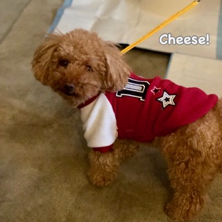 Cheese Cheese