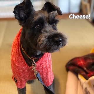 Cheese Cheese
