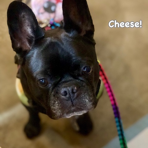 Cheese Cheese