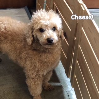 Cheese Cheese