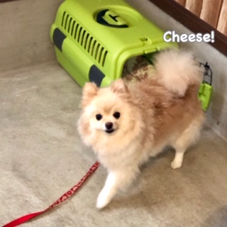 Cheese Cheese