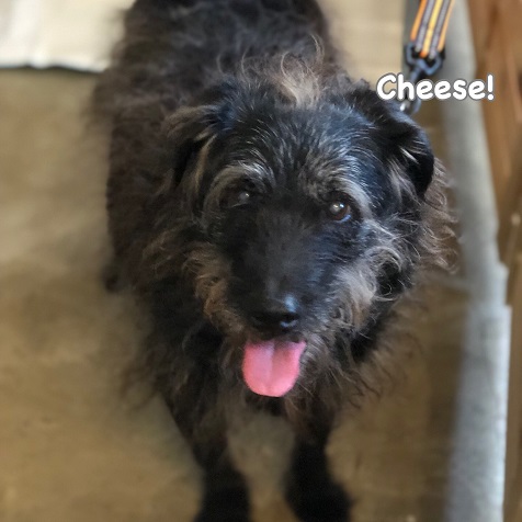 Cheese Cheese