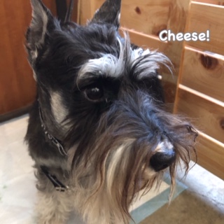 Cheese Cheese