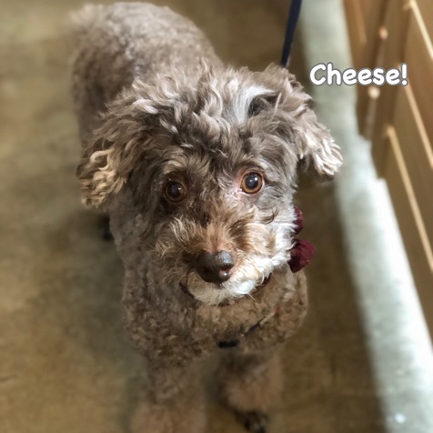 Cheese Cheese