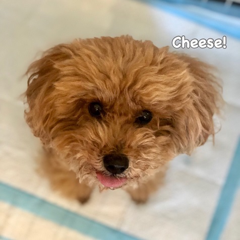 Cheese Cheese