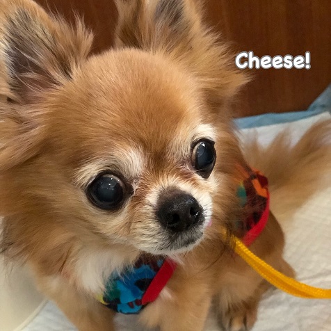 Cheese Cheese