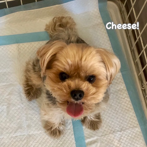 Cheese Cheese