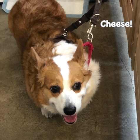 Cheese Cheese
