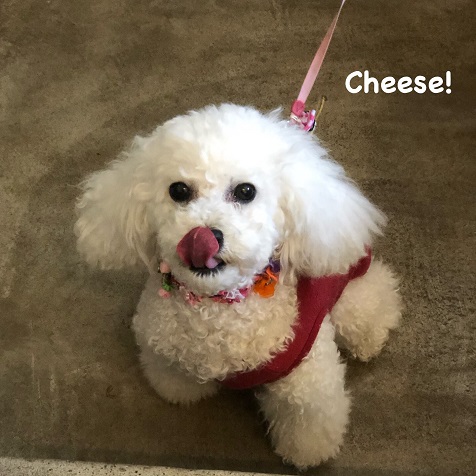 Cheese Cheese
