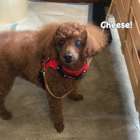Cheese Cheese
