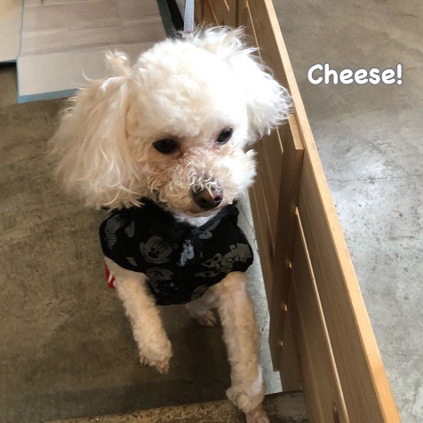 Cheese Cheese