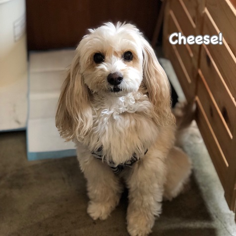 Cheese Cheese