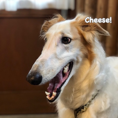 Cheese