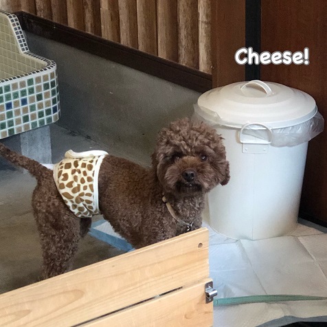 Cheese Cheese