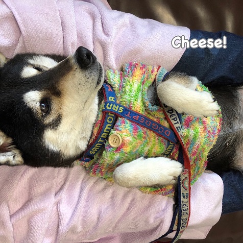 Cheese Cheese