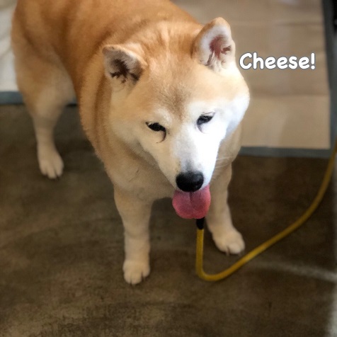 Cheese Cheese