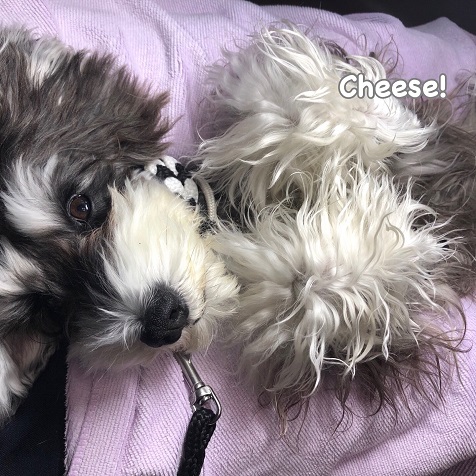 Cheese Cheese