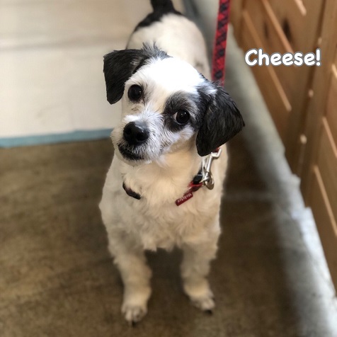 Cheese Cheese