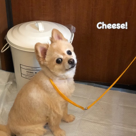 Cheese Cheese
