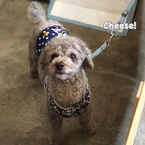 Cheese Cheese