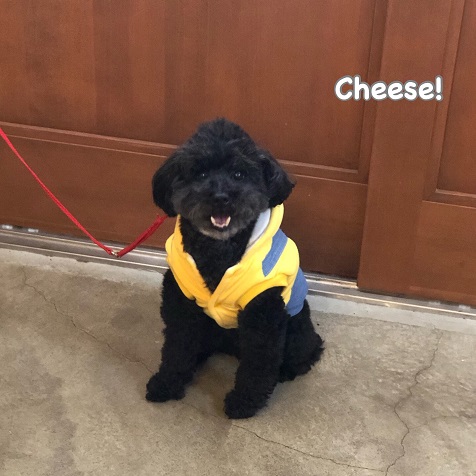 Cheese Cheese