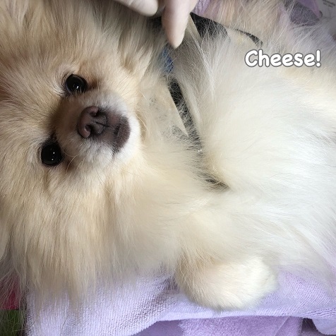 Cheese Cheese