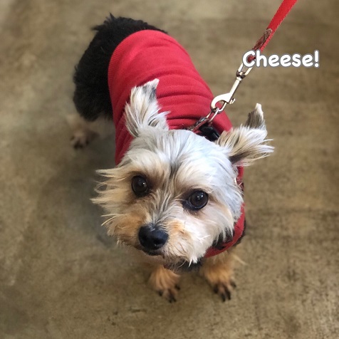 Cheese Cheese