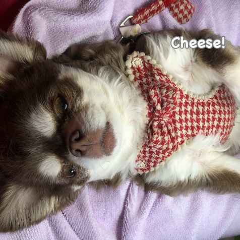 Cheese Cheese