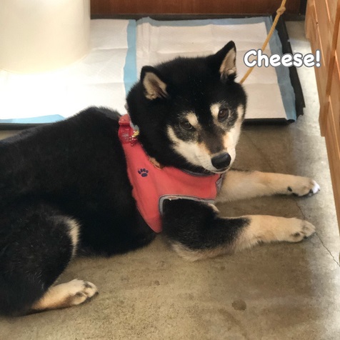 Cheese Cheese