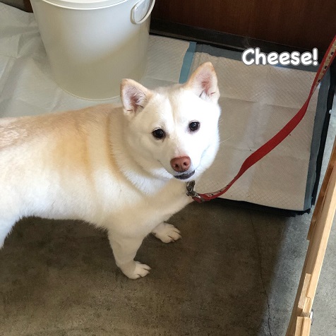 Cheese Cheese