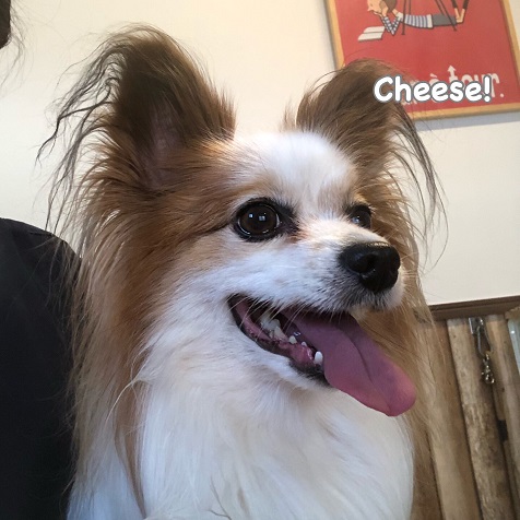 Cheese Cheese