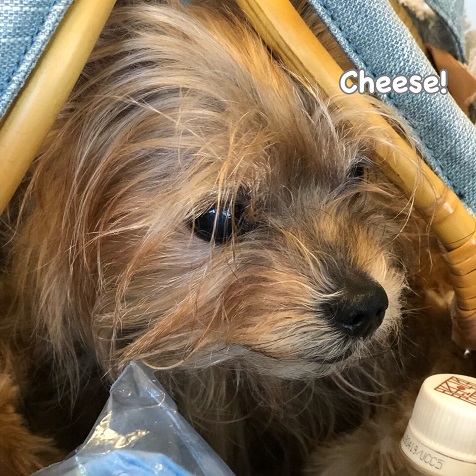 Cheese Cheese
