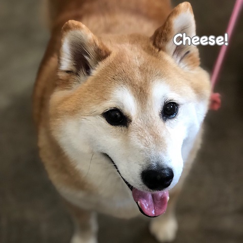 Cheese