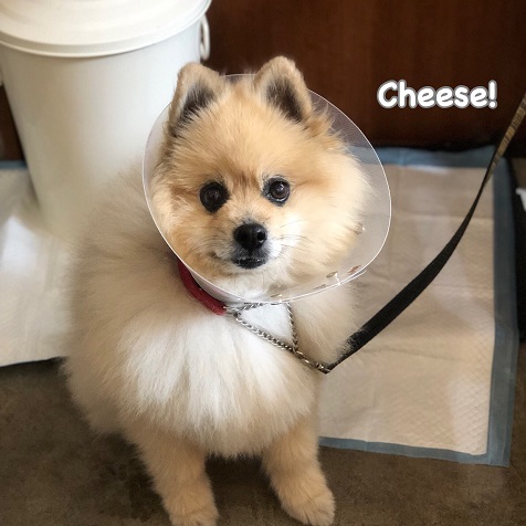 Cheese Cheese