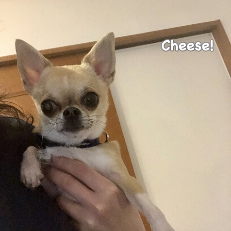 Cheese Cheese