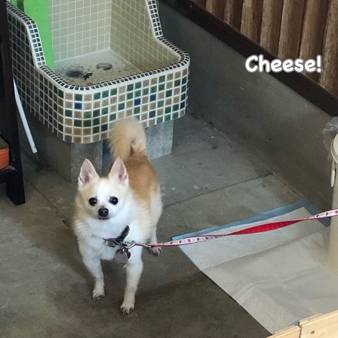 Cheese Cheese