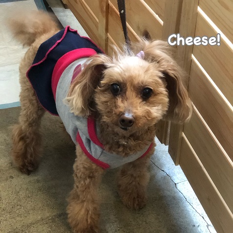 Cheese Cheese