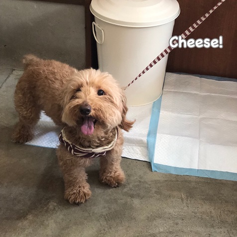 Cheese Cheese
