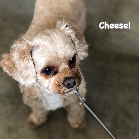 Cheese Cheese