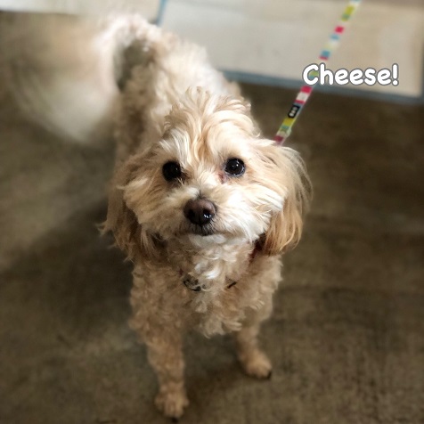 Cheese Cheese