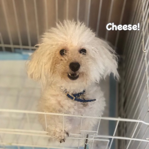 Cheese Cheese