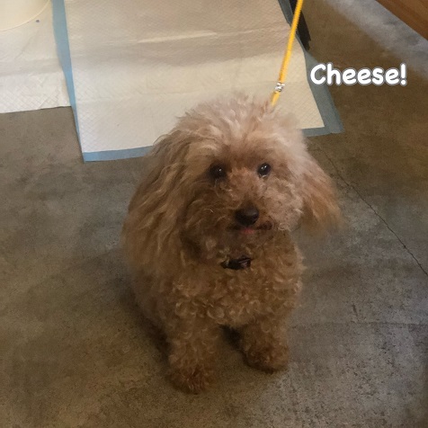 Cheese Cheese