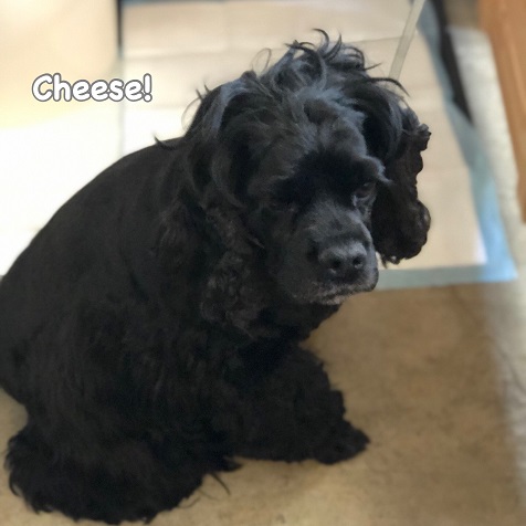 Cheese Cheese