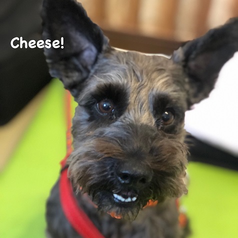 Cheese Cheese