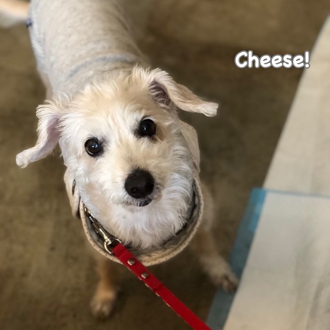 Cheese Cheese