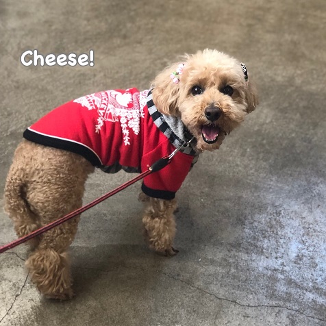 Cheese