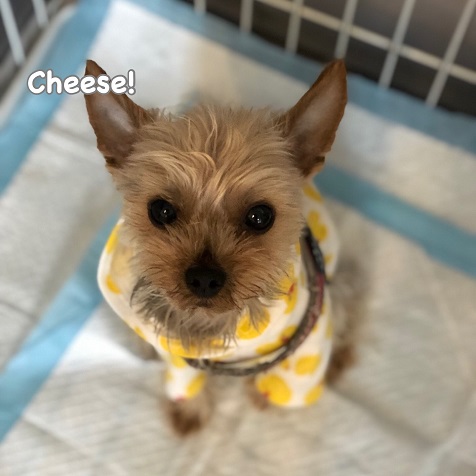 Cheese Cheese