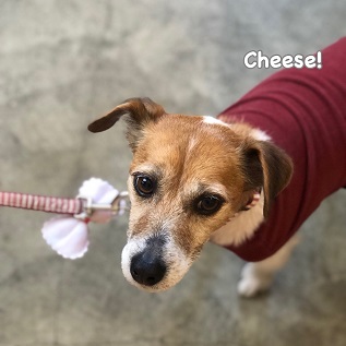 Cheese Cheese