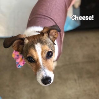 Cheese Cheese