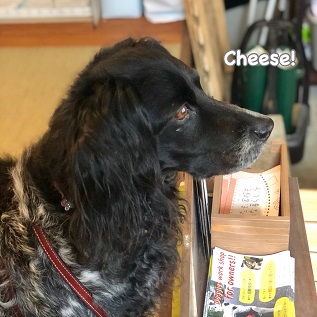 Cheese Cheese